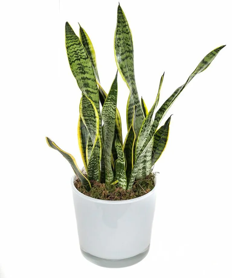 Snake Plant in Glass Pot in Boston, MA Central Square