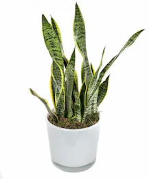 Snake Plant in Ceramic