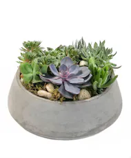 Modern Succulent Garden