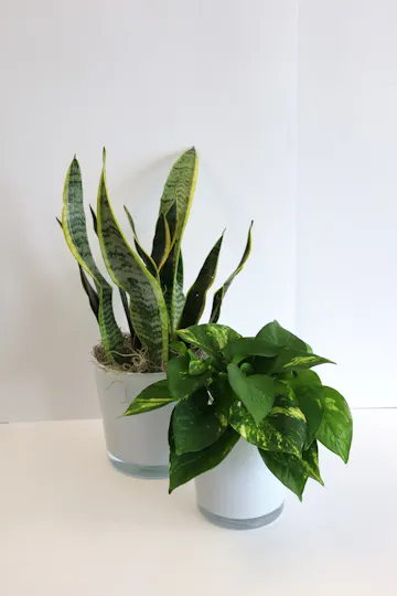 Commercial Office & Floor Plants