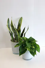 Snake & Pothos Set