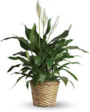 Spathiphyllum Plant