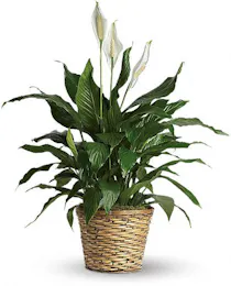 Spathiphyllum Plant