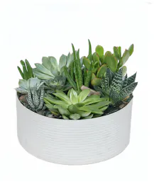 Succulent Garden in White Ceramic