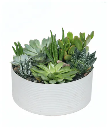 A mixture of succulents in a simple, chic white ceramic pot. Container measures 7.75