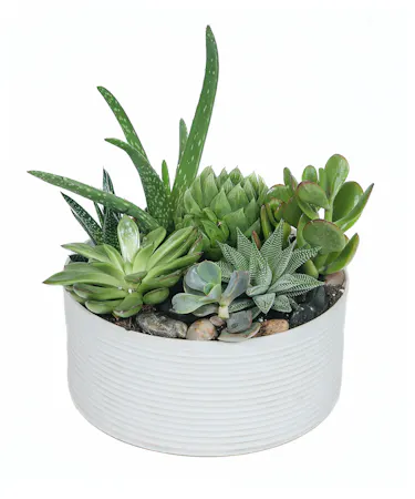 A mixture of succulents in a simple, chic white ceramic pot. Container measures 7.75