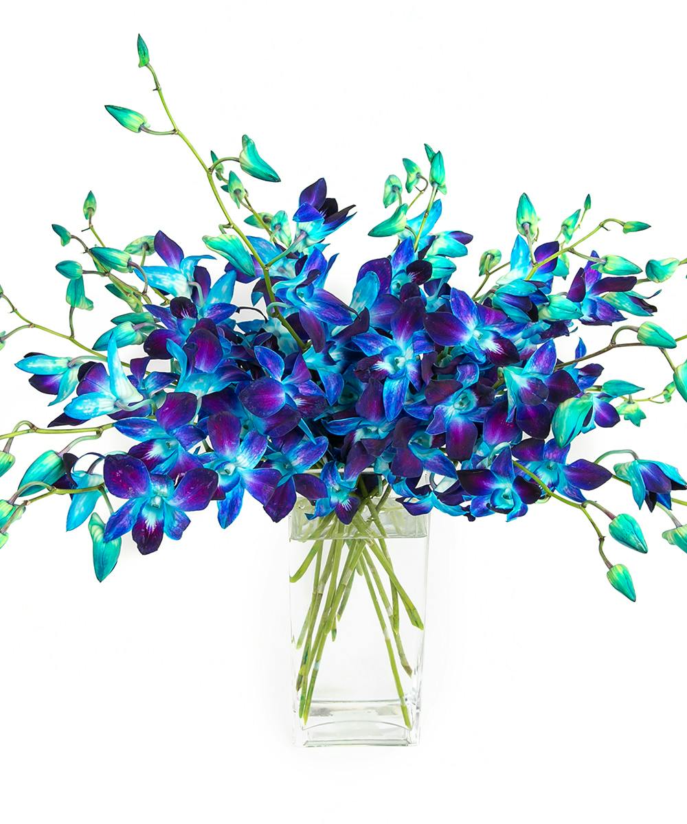 True Blue Orchids