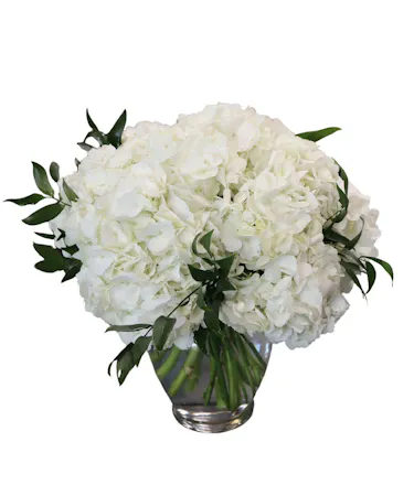 Timeless White Hydrangea in Boston, MA