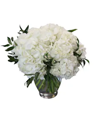 Timeless White Hydrangea