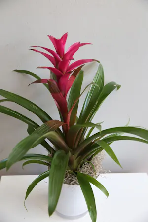 Bromeliad in White Ceramic in Boston, MA