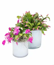 Christmas Cactus in Ceramic