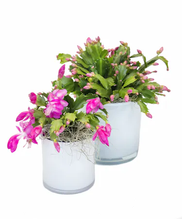 Christmas Cactus in Boston, MA