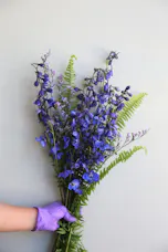 Delphinium Bunch