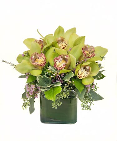 Lovely Orchids Arrangement In Cambridge Ma Central Square Florist