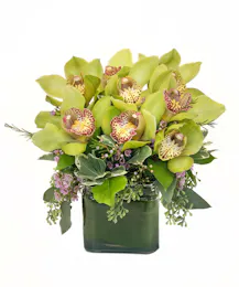 Lovely Green Orchids