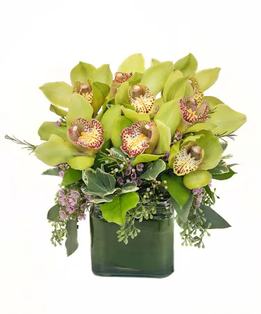 Lovely Green Orchids