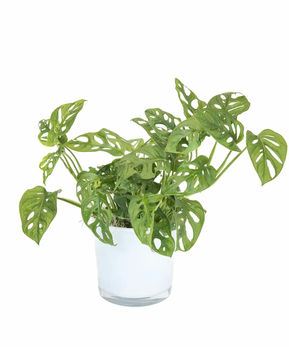 Swiss Cheese Monstera Boston (MA) SameDay Plant Delivery Central