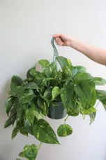 Hanging Pothos Plant