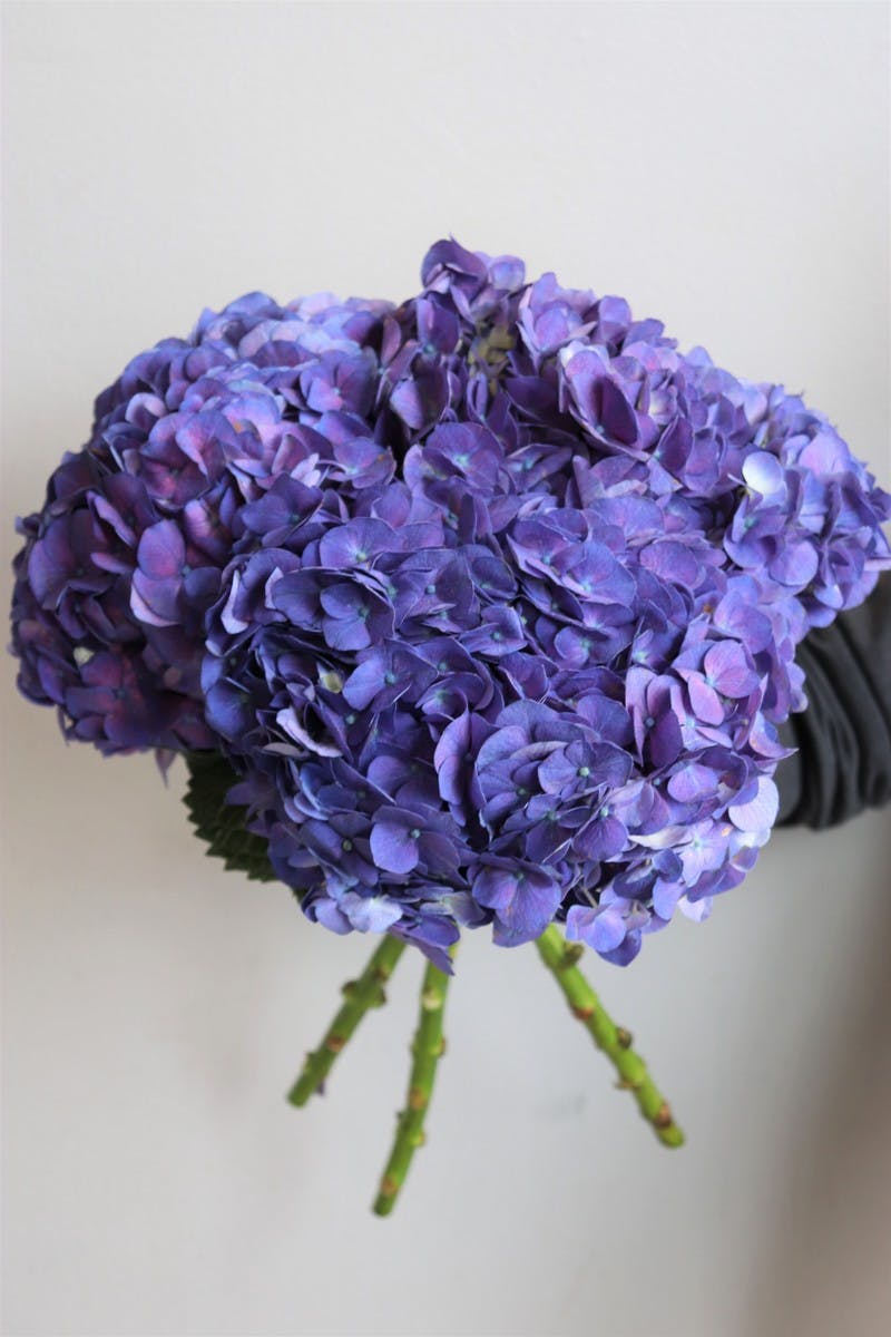 Purple Hydrangea Bunch Curbside Pick Up Central Square Florist