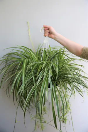 Hanging Spider Plant in Boston, MA