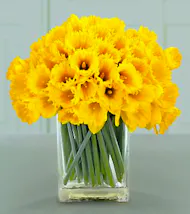 Spring Daffodils
