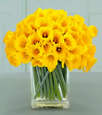 Spring Daffodils