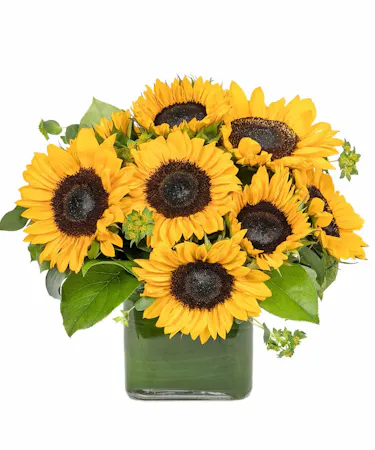 Sunflower Bouquet Boston, MA - Simple and sunny. This cheerful cube of sunflowers is sure to put a smile on their face! 