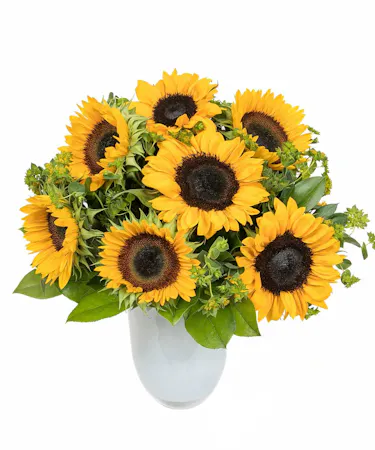 Sunflowers in White Glass Vase in Boston, MA