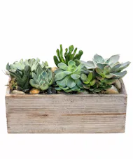 Zen Succulent Garden