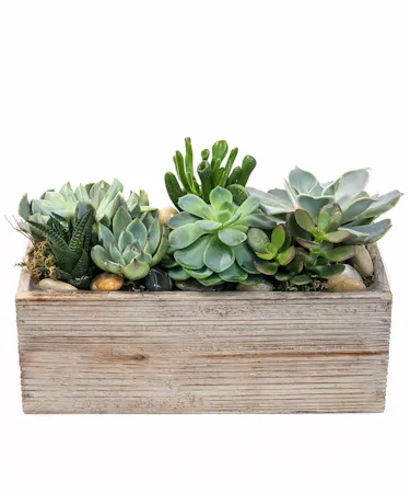 Zen Succulent Garden