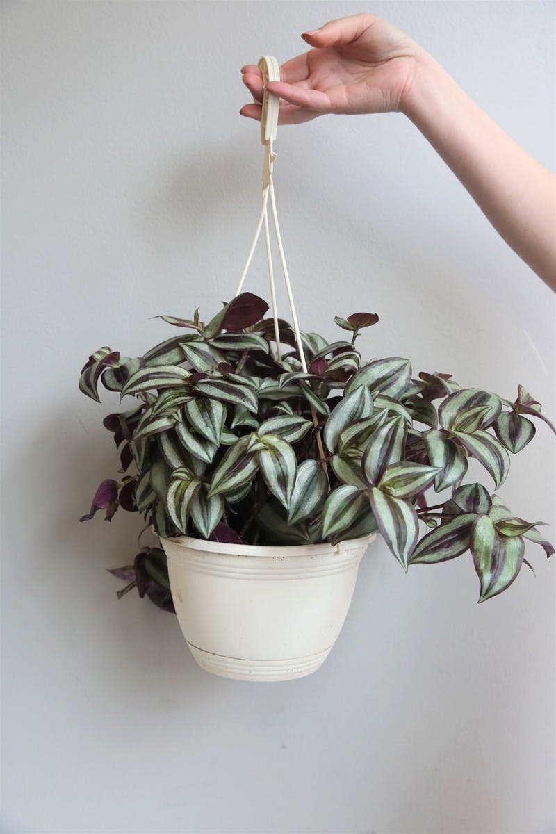 Wandering Jew Hanging Plant Curbside Pick Up | Central Square Florist