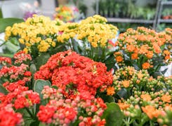 A wide range of colorful floral arrangements, awaiting their new home